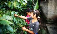 Honduras. A young girl harvesting coffee beans from a home garden. © FAO/Giuseppe Bizzarri