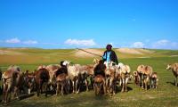 Afghanistan. Kunduz province. A shepherd with his flock of sheep. FAO