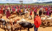 Kenya. Cattle at the livestock market. FAO