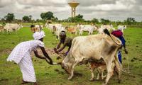 Senegal. Shepherdesses try to control a nervous cow in order to milk it. FAO