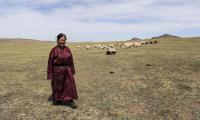 Livestock herding is challenging due to Mongolia's climate: hot, dry summers and bitterly cold winters. FAO