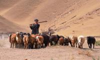 Afghanistan. Faryab province. Livestock keeper, leading his herd in search of water.  Hashim Azizi/FAO