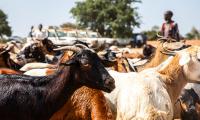South Sudan. Goats and sheep are vaccinated against peste des petits ruminants (PPR). FAO