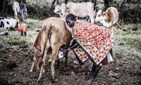 Uganda – A woman milks cows early in the morning. FAO