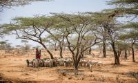 Wamba, Samburu East, Kenya. Mother and her son take care of some goats. © FAO/Luis Tato