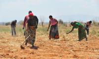 Local farmers cultivating their crops. A series of droughts in central Tanzania has challenged the food security of rural farmers and reduced the availability of quality seeds and crop varieties, increasing the level of poverty in the region. © FAO/Simon Maina