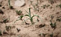 Maize seedlings suffering the heat and drought that has struck the Tigray Region. © FAO/Giulio Napolitano.