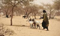 Niger - A farmer woman with a her small herd of goats.  © FAO/Issouf Sanogo