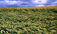 Field of soft wheat laid flat because of wind and rain. © FAO/Olivier Thuillier