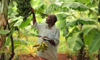 Tanzania. Farmer Rajabu Juma, examines a cluster of bananas at his plantation.  © FAO/Daniel Hayduk