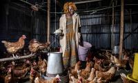 Kenya. Nancy Mungai, a commercial chicken farmer feeding chicken at her farm near Gatundu, Kiambu County. © FAO/Luis Tato