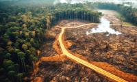 Deforestation is responsible for up to 20% of all human-caused global greenhouse gas emissions.  123rf