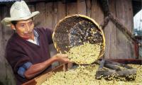 Mexico. Farmer drying coffee beans. © R. Grisolia