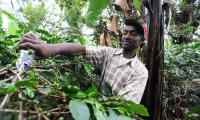 Local farmer Remy Temba pruning a coffee crop along the foothills of Kilimanjaro. © FAO/Simon Maina