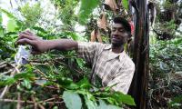 Local farmer Remy Temba pruning a coffee crop along the foothills of Kilimanjaro. © FAO/Simon Maina