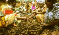Uganda. A group of women farmers planting cuttings from Clonal coffee plants. © FAO/J. Koelen