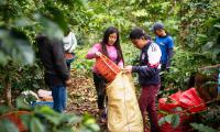 Guatemala.  Isabela de la Cruz Medina picks coffee cherries with her family. © FAO/Santiago Billy