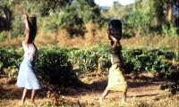 Malawi. Women carrying water to coffee plants. © FAO/Alberto Conti