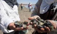 Tunisia.  Port Zabbusa, Gulf of Gabes. Collecting clams in the sea shallows.  © FAO/Giulio Napolitano