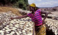 Togo. Sun-drying is a common preservation technique in many fishing villages. © L. Callerholm