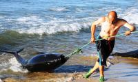 Morocco.  A fisherman pulling a tuna to shore with a rope. © FAO/Abdelhak Senna