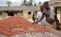 Cocoa is one of the major resources of Ghana. For several years, the country was among the world’s biggest cocoa producers.