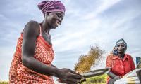 Women farmers are all women working in agrifood systems in different capacities across all segments of value chains. Photo FAO