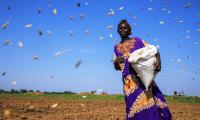 Across the world, women are at the heart of agrifood systems.   Photo FAO/Adam Ibrahim