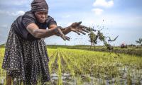 Women farmers work harder, often under more difficult conditions, and their contributions are not always fully recognized.  Photo FAO