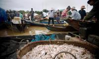 Fishermen returning with baskets of fish along the Tonle Sap River. FAO