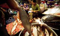 Women fish vendors selling goods at the local fish market in Kampot town. FAO