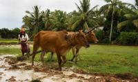 A woman farmer tilling a rice paddy for the planting season. FAO