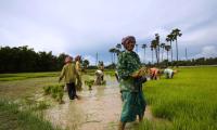A community of farmers harvesting bundles of rice seedlings to be transplanted in other paddies within the province. FAO