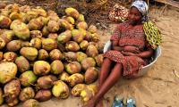 A woman selling coconuts in the market. Photo: Mirko Delazzari