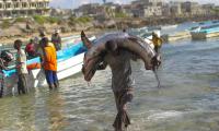 A  fisherman carries giant sharks. Shutterstock/Mehmet Ali Poyraz