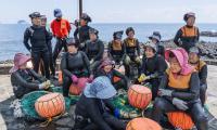 Haenyeo still exist, but in much smaller numbers than before. In 2024, Jeju's provincial government counted 2,839, but 90% were aged 60 or over. Photo: FAO/David Hogsholt