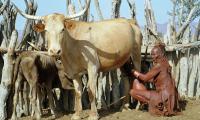 The responsibility for milking the cows and goats lies with the women and girls. Photo: Archive Swm
