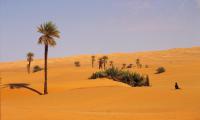 If a flower can flourish in the desert, you can flourish anywhere.” (Matshona Dhliwayo) Photo SWM Archive