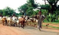 The Mbororo people have maintained their traditional way of life as pastoralists, herding cattle across vast grasslands. File swm