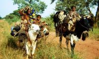 The Mbororo move frequently in search of pasture and water for their cattle. File swm
