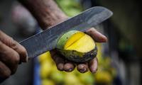 Sri Lanka. A fresh mango is sliced at the Kollupitiya Market. FAO