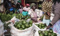 Kenya.  A woman holds avocados in a stall at the market. FAO