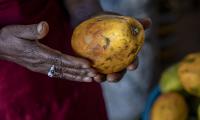 Cabo Verde. Woman's hands holding Mango. FAO