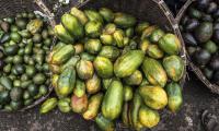 Ethiopia. Papayas and avocados are displayed in a street stall in the area of Atikilt Tera, in Addis Ababa. FAO