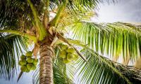 Coconut. The inner flesh of the mature fruit is a regular part of the diet of many people in the tropics and subtropics. FAO