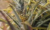 The pineapple is native to South America, where it has been cultivated for centuries. FAO