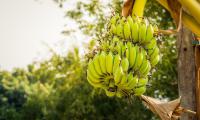 The world's largest producers of bananas are India and China. Pixabay