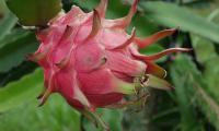 Pitaya, also known as dragon fruit, is native to the region of southern Mexico and along the Pacific coasts of Guatemala, Costa Rica, and El Salvador. Pixabay